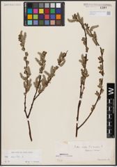 Foto von Salix aurita L.